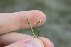 Paspalum vaginatum, photograph (c) Joe Dillon, some rights reserved (CC BY)