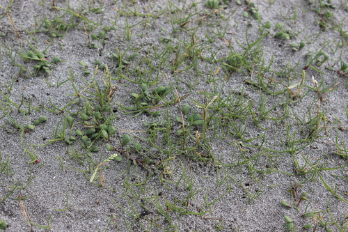 Paspalum vaginatum, photograph 5