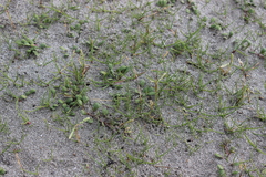 Paspalum vaginatum, photograph (c) Joe Dillon, some rights reserved (CC BY)