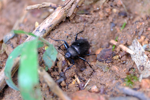 Plesiophthalmus nigrocyaneus nigrocyaneus