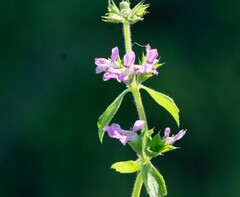 Stachys drummondii