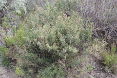 Barkleyanthus salicifolius