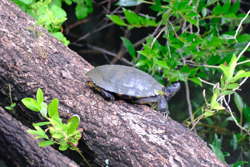 Red-eared Slider