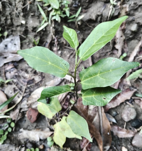 Aristolochia indica, 2026-06-28