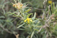 Barkleyanthus salicifolius