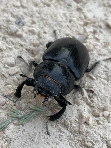 Lucanus cervus cervus
