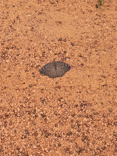 Guineafowl Butterfly