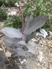 Asclepias glaucescens