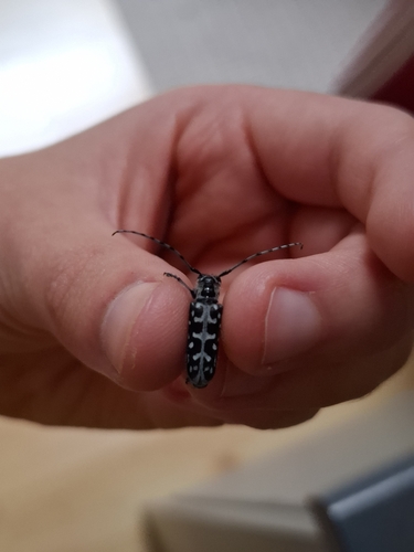 Ladder-marked Longhorn Beetle
