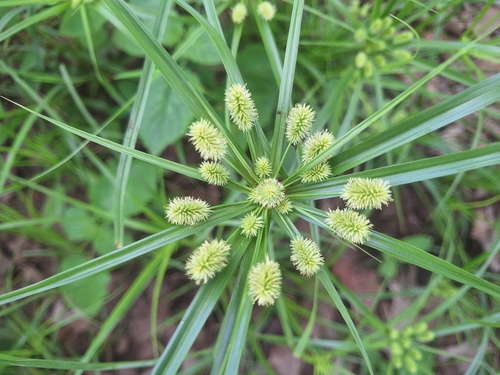 Pacific island flatsedge