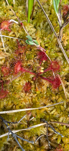 round-leaved sundew
