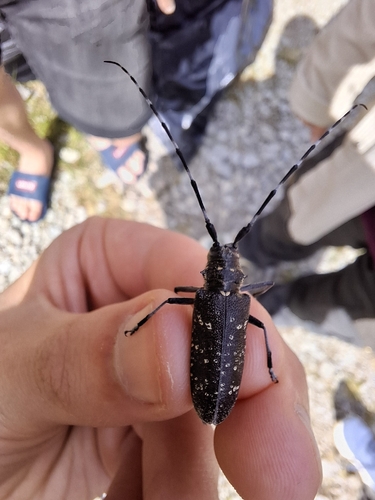 Pine Sawyer Beetle