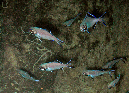 Flashlightfish (Anomalops katoptron) — Anomalopidae — 2