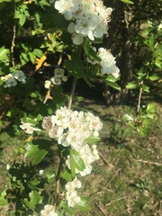 Crataegus