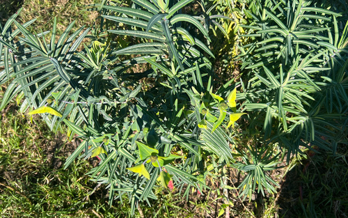 caper spurge