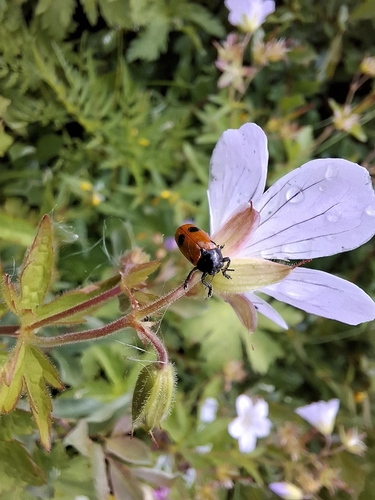 Four Spotted Leaf Beetle