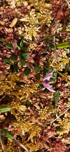 bog cranberry