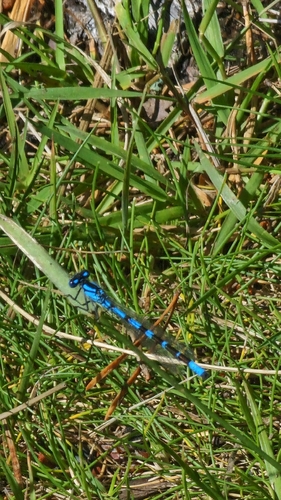 Common Blue Damselfly