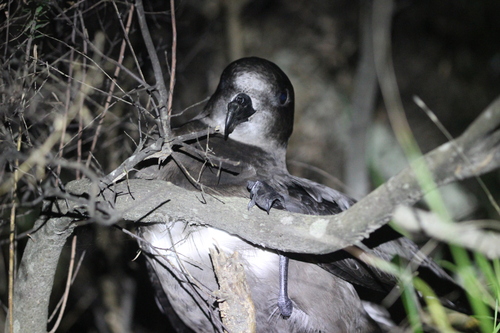 Great-winged Petrel (Pterodroma macroptera), photo 5