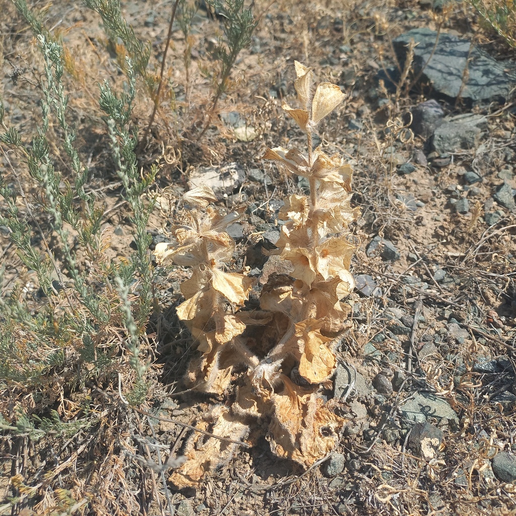 Phlomoides isochila; photograph (c) Alexander Dubynin, some rights reserved (CC BY)