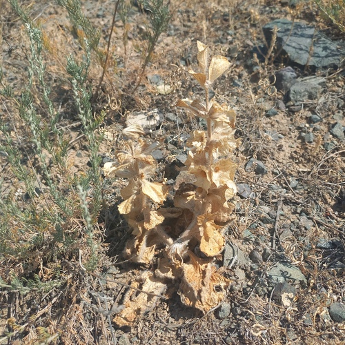 Phlomoides isochila