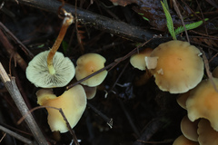 Sulphur Tuft