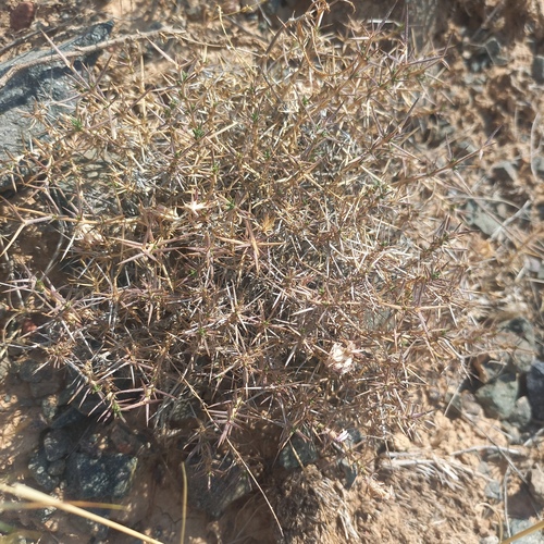 Acanthophyllum pungens, photograph 1