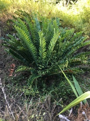 Encephalartos ferox