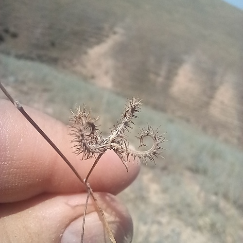 Koelpinia linearis, 2026-06-27