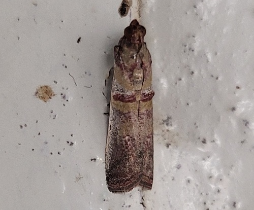 Hypargyria metalliferella