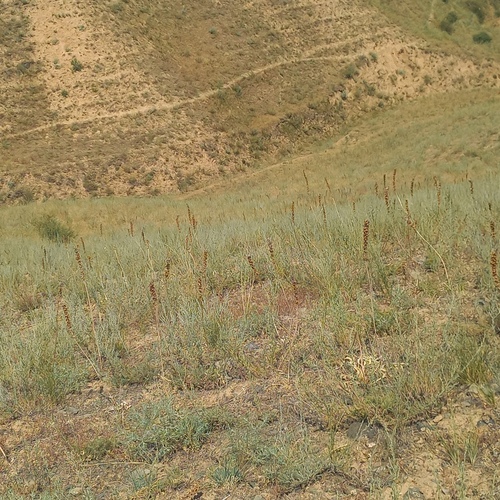 Eremurus cristatus, photograph 4