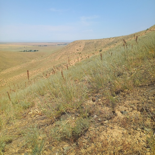 Eremurus cristatus, photograph 3