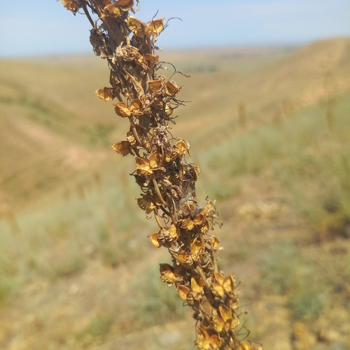 Eremurus cristatus, photograph 5