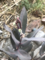 Asclepias glaucescens