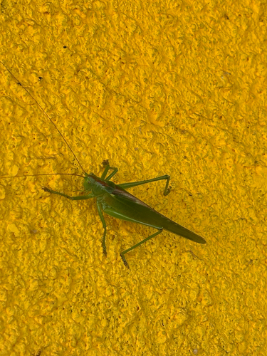 Great Green Bush-cricket