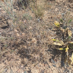 Acanthophyllum pungens