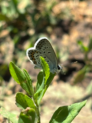 Silver-studded Blue