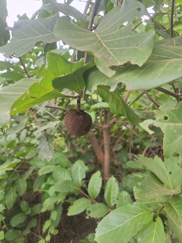 African peach
