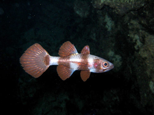 Banded cardinalfish (Pseudamia zonata) — Apogonidae — 2