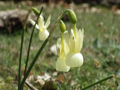 Narcissus triandrus pallidulus