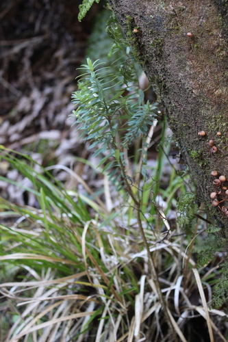 Pimelea tomentosa