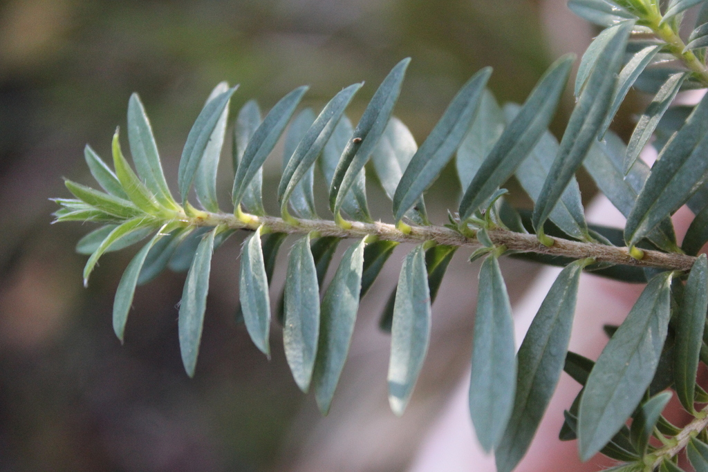Pimelea tomentosa; photograph (c) Joe Dillon, some rights reserved (CC BY)