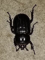Phileurus
