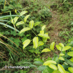 Strychnos cathayensis