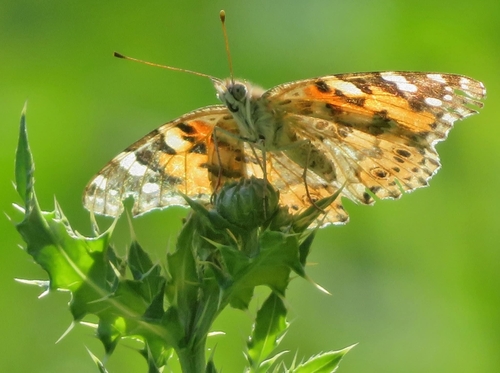 Painted Lady
