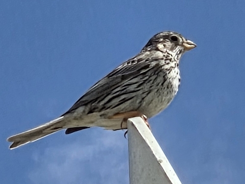 Corn Bunting