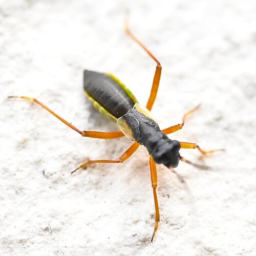 Pithanus maerkelii