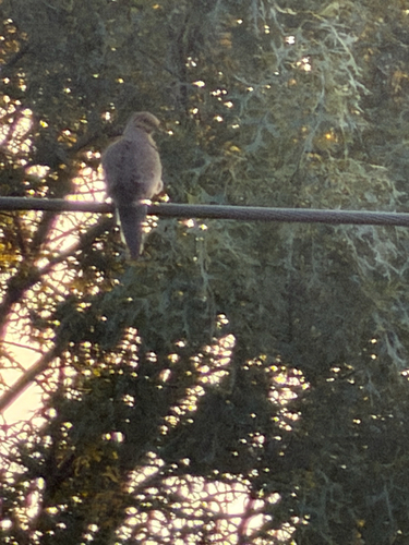 Mourning Dove
