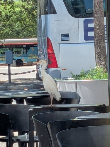Western Cattle-Egret