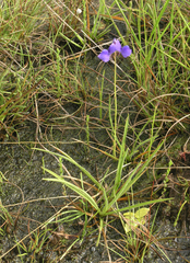 Utricularia delphinioides